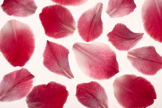 唐菖蒲花瓣