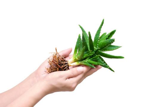 整個蘆薈在一個女孩的手