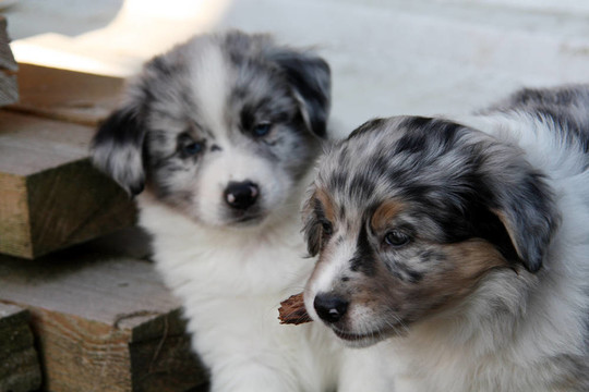 兩個(gè)澳大利亞牧羊犬