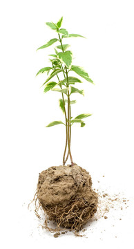 綠色植物在土壤中生長