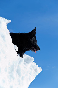 白雪上的黑狗
