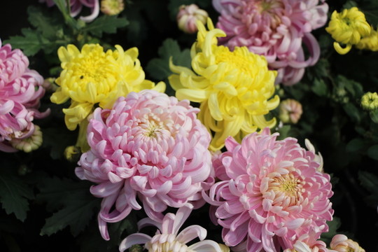 菊花
