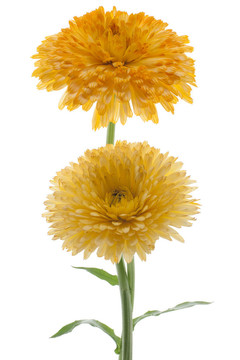 金盞花