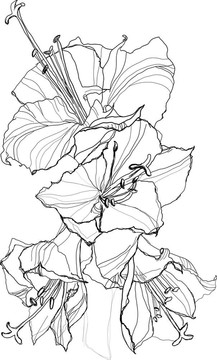 木槿