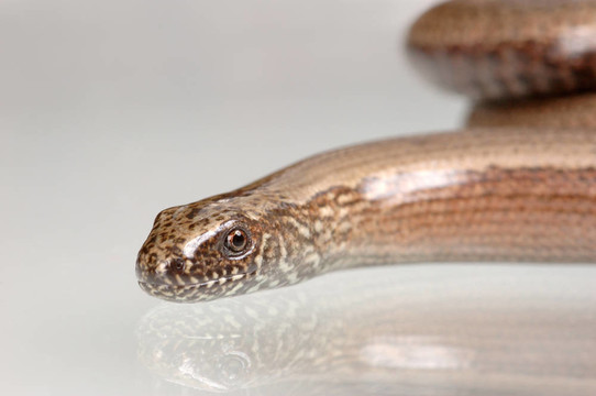 蛇（Anguis fragilis）
