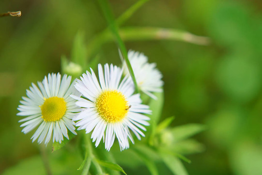Erigeron annuus（特寫(xiě)）。