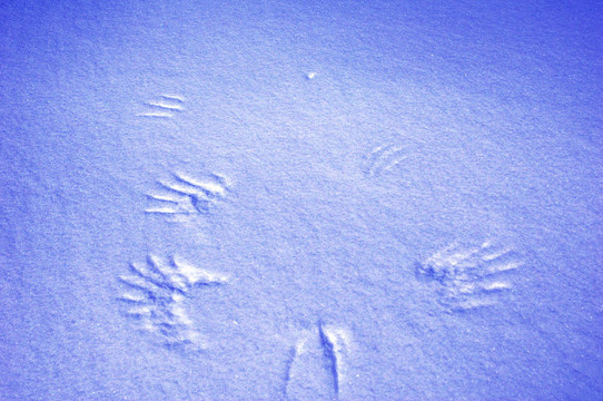 雪中的鳥跡