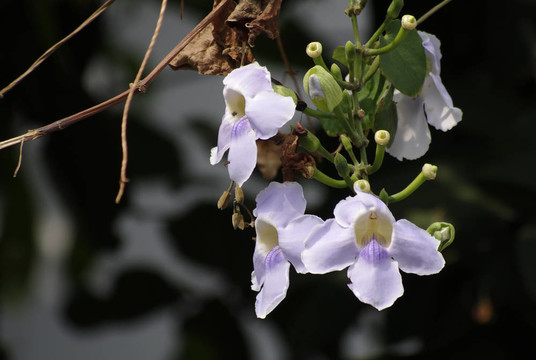藍(lán)色的莫須有的藤花