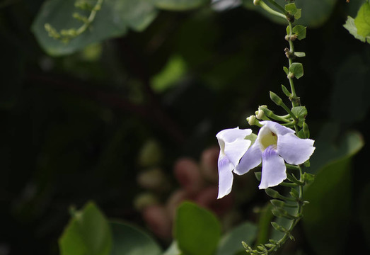 藍(lán)色的莫須有的藤花