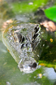 鱷魚