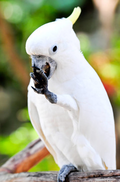 小葵花鳳頭鸚鵡