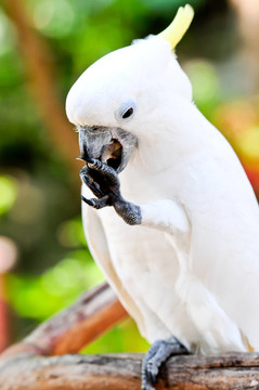 小葵花鳳頭鸚鵡