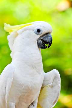 小葵花鳳頭鸚鵡