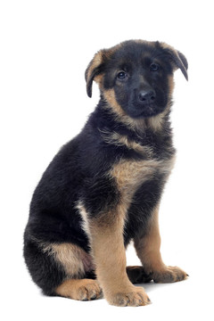 小狗的德國(guó)牧羊犬