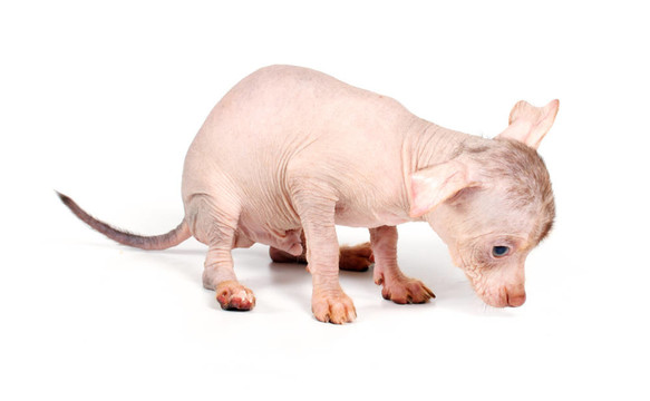 中國冠毛犬幼犬