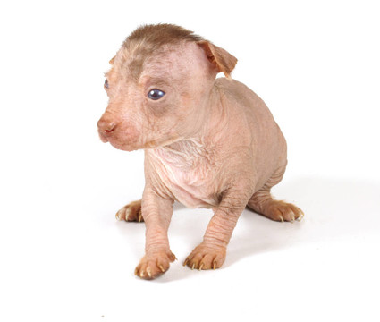 中國冠毛犬幼犬