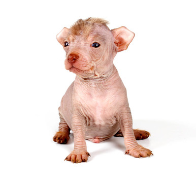中國冠毛犬幼犬