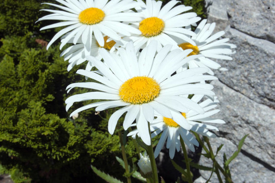 大濱菊