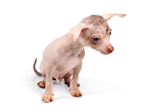 中國冠毛犬幼犬