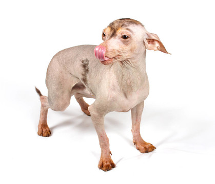 中國冠毛犬幼犬
