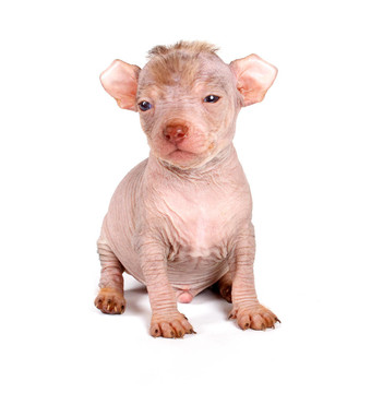 中國冠毛犬幼犬