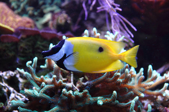 異國情調(diào)的魚