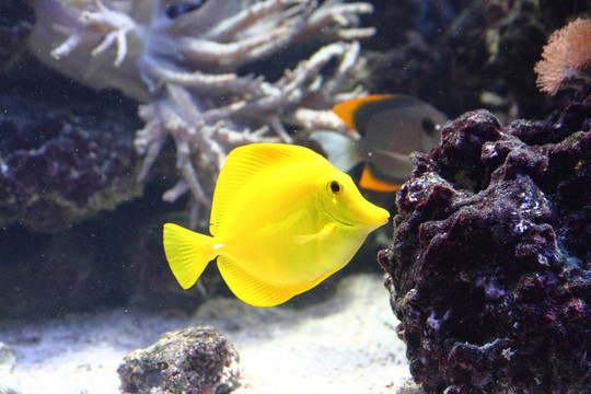 異國(guó)情調(diào)的魚(yú)