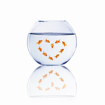 愛情中的金魚