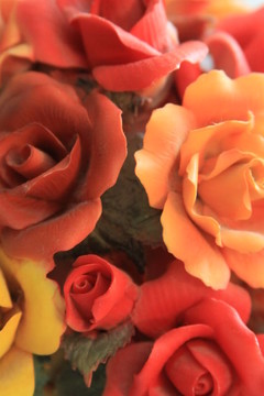 月季花