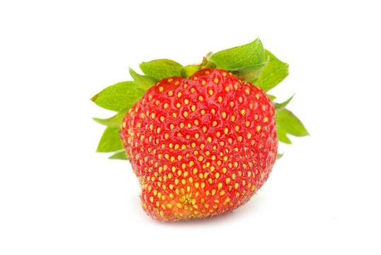 草莓