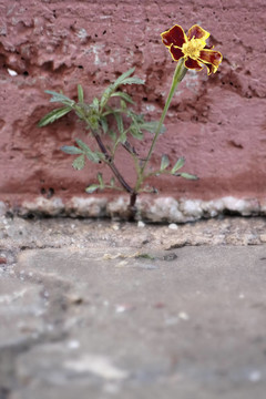 金盞花