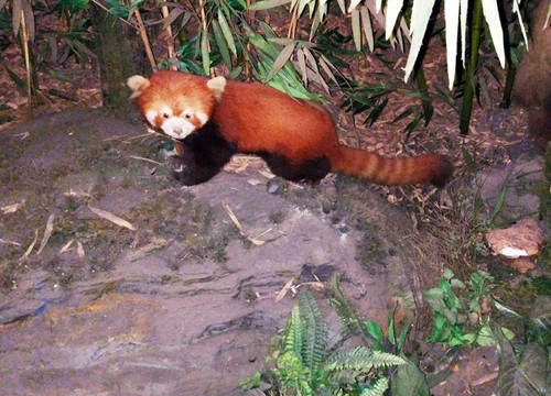 小熊貓