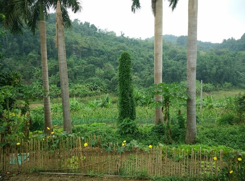田園風(fēng)光