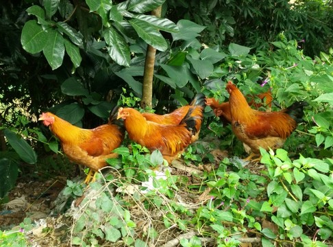 家養(yǎng)閹雞