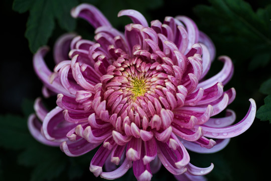 菊花