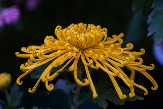 菊花
