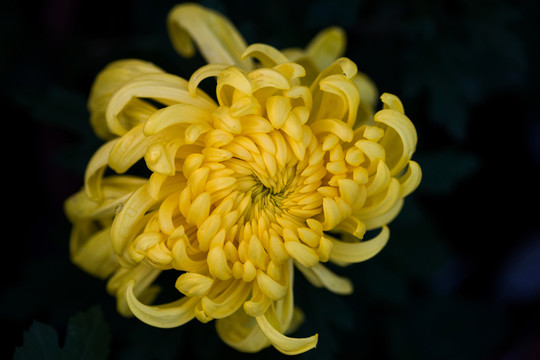 菊花