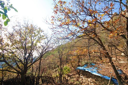 山東臨沂龜蒙蒙山景區(qū)秋色美