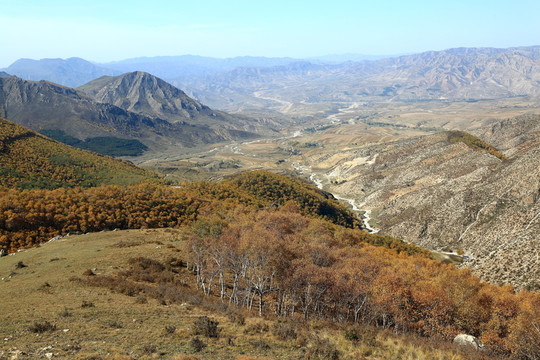白樺林
