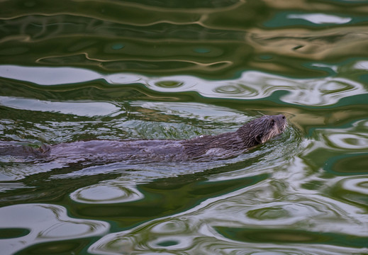 水獺