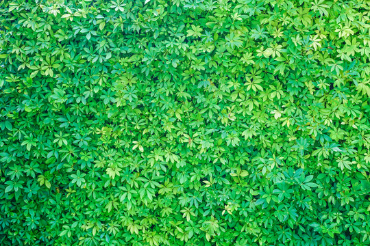 植物墻