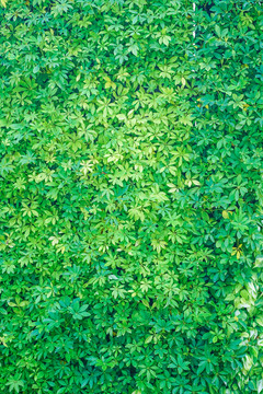 植物墻