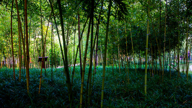 望江公園