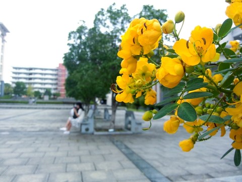 決明子花