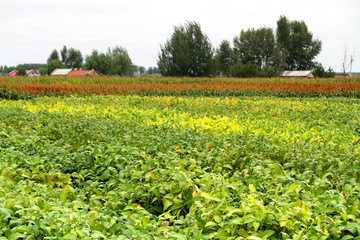 大豆 黃豆 大豆地