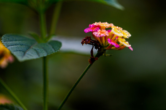 七彩花