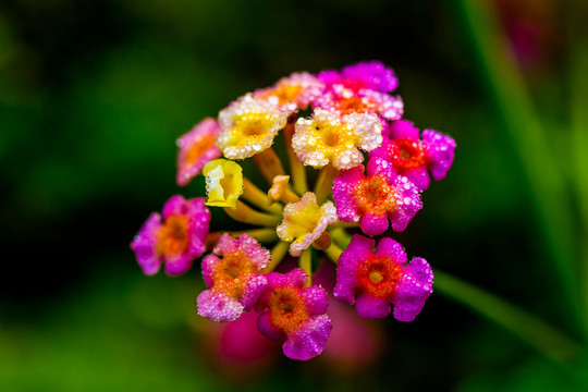 七彩花