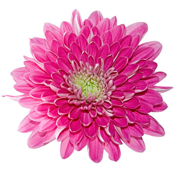 美麗的粉紅色的菊花
