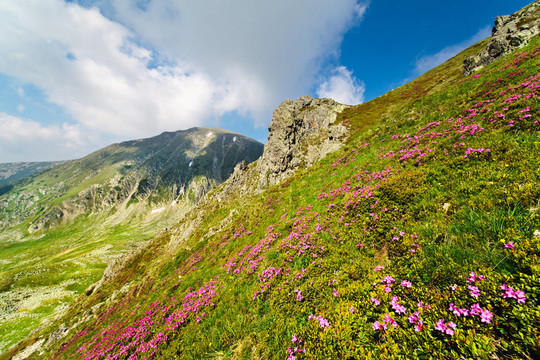 在羅馬尼亞帕朗山mohoru峰景觀