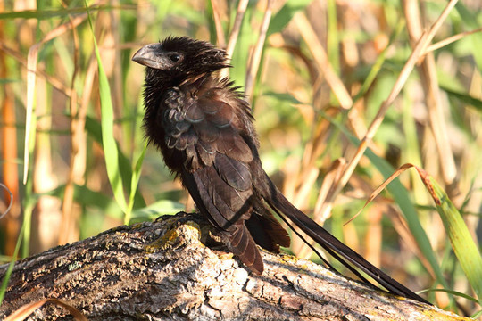 光滑的嘴鳥（crotophagai）